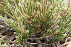 Selaginella corallina