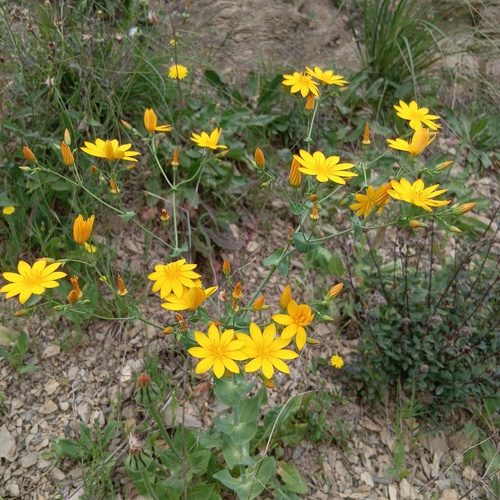 Blackstonia grandiflora
