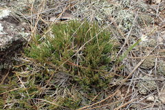 Selaginella corallina