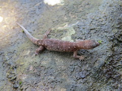 Lepidoblepharis xanthostigma