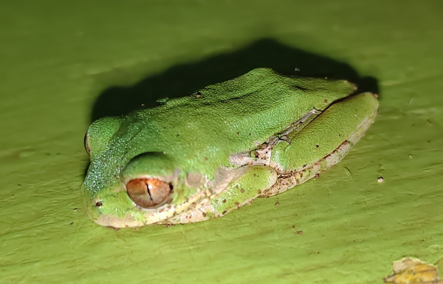 Leptopelis natalensis (Smith, 1849)