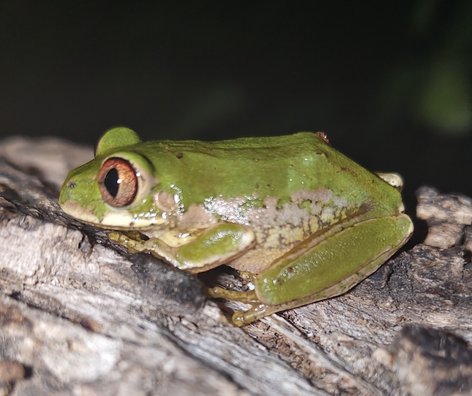 Leptopelis natalensis (Smith, 1849)