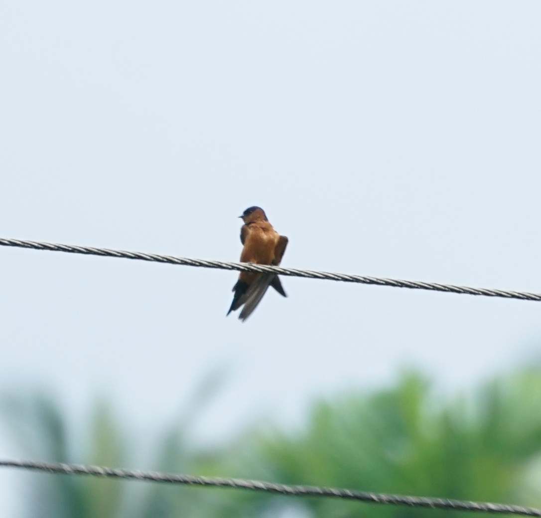 Sri Lanka Swallow (Cecropis hyperythra), photo 7