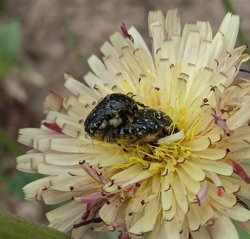 Mediterranean Spotted Chafer