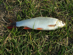 Leuciscus idus