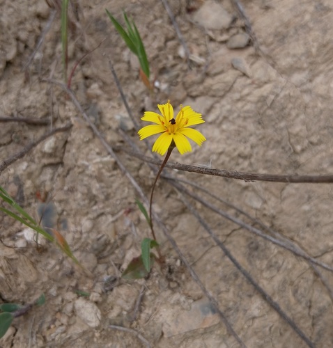 Hedypnois rhagadioloides rhagadioloides