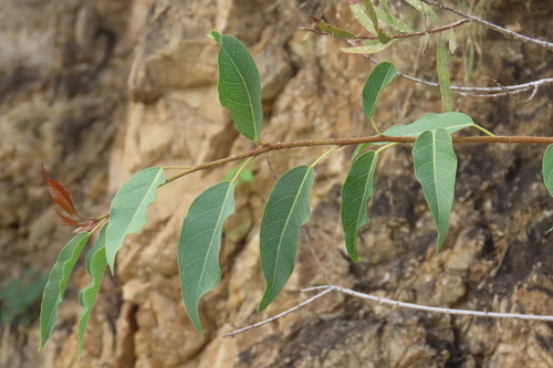 Ficus cordata, photograph 4