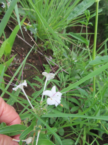 Clerodendrum ternatum