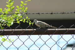 Columbina inca