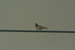Haemorhous mexicanus