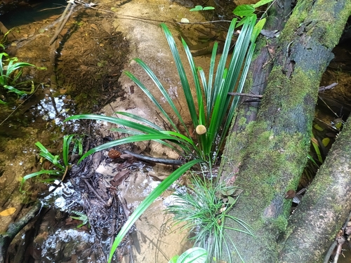 Thurnia sphaerocephala (Thurnia sphaerocephala)