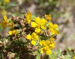 Deinandra mohavensis
