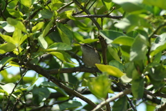 Thryomanes bewickii
