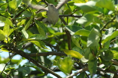 Thryomanes bewickii