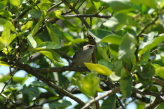 Thryomanes bewickii