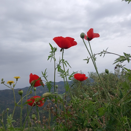 common poppy