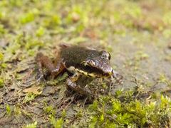 Craugastor talamancae