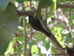 Nectarinia kilimensis