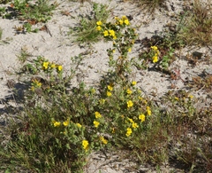 Deinandra mohavensis