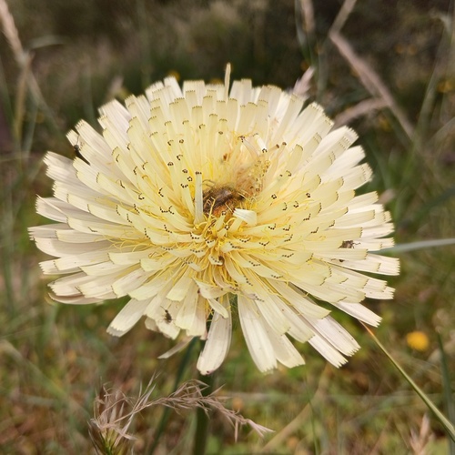 smooth golden fleece