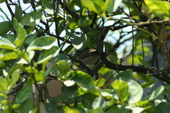 Thryomanes bewickii