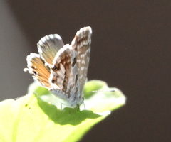 Cacyreus marshalli