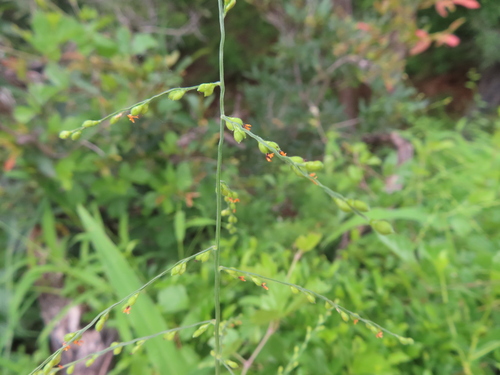 Signal grass (Urochloa deflexa)