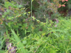 Signal grass (Urochloa deflexa)