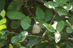 Thryomanes bewickii
