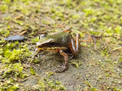 Craugastor talamancae