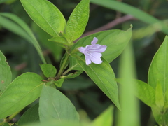Ruellia prostrata, photograph (c) linkie, some rights reserved (CC BY)