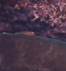 Cochleoceps bicolor