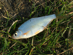 Blicca bjoerkna