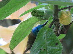 Cyanomitra