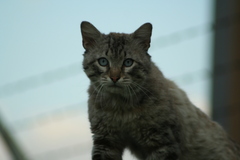 Felis catus