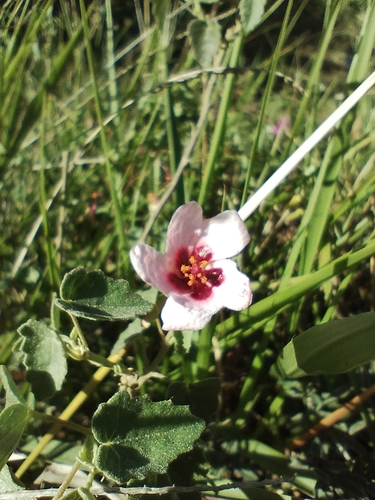 Pavonia aurigloba, photograph 1