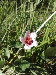 Pavonia aurigloba