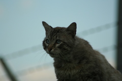 Felis catus