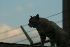 Felis catus
