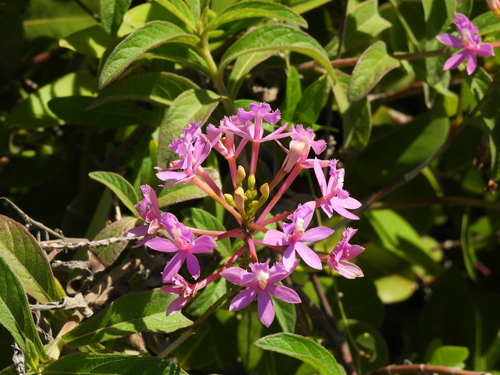 Epidendrum denticulatum, photograph 6
