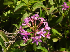 Epidendrum denticulatum, photograph (c) Marcio Santos Ferreira, some rights reserved (CC BY)