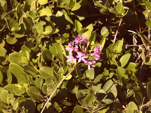Epidendrum denticulatum, photograph 5