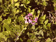Epidendrum denticulatum, photograph (c) Marcio Santos Ferreira, some rights reserved (CC BY)