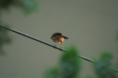 Toxostoma curvirostre