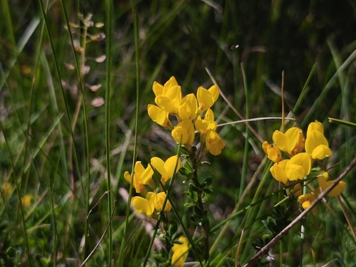 Cytisus decumbens, photograph 1