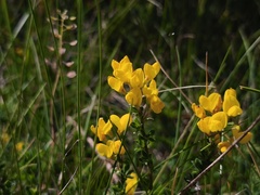 Cytisus decumbens, photograph (c) arthur_haendler, some rights reserved (CC BY)