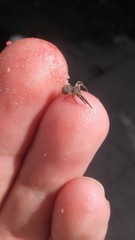 Misumenoides athleticus