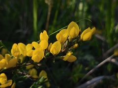 Cytisus decumbens