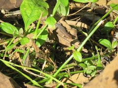 Eutropis rugifera