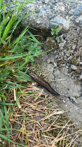 Limax maximus